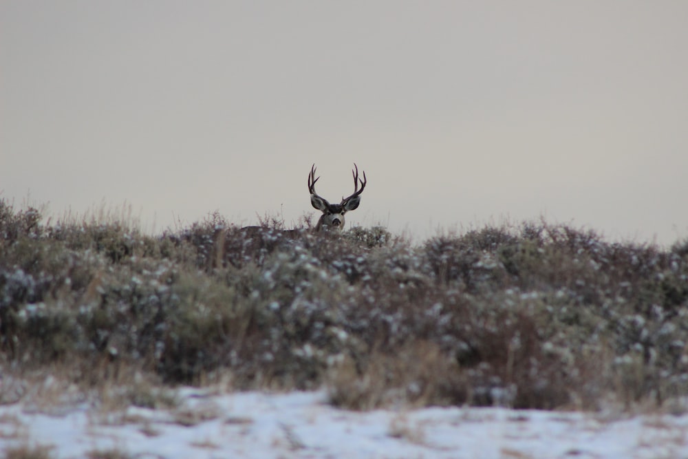 Reindeer with antlers being hunted.